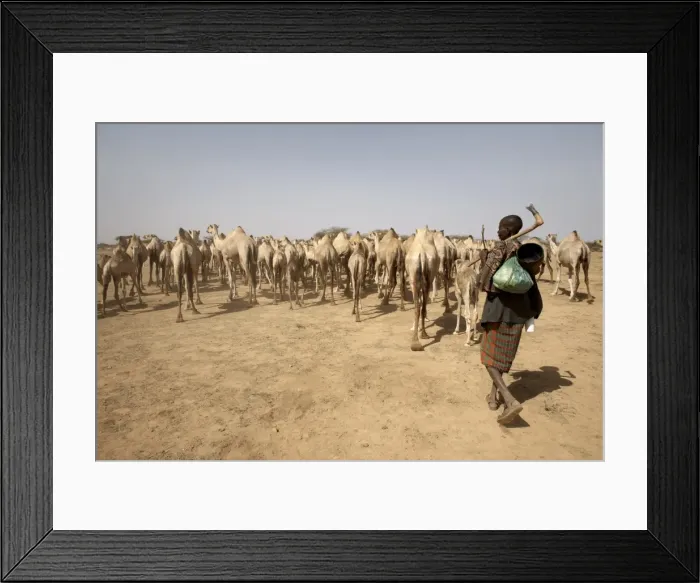 Framed Print : Nomadic camel herders lead their herd to a watering Framed Print : Nomadic camel herders lead their herd to a watering