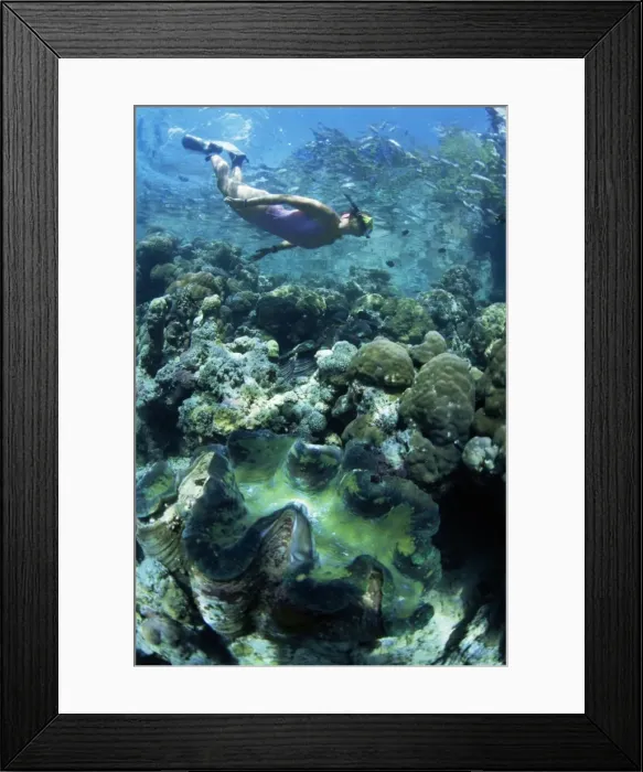 Framed Print : Snorkeller hangs above the reef in Marovo Lagoon Framed Print : Snorkeller hangs above the reef in Marovo Lagoon
