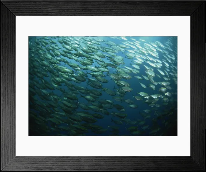 Framed Print : School of smooth tailed trevally near the jetty Framed Print : School of smooth tailed trevally near the jetty