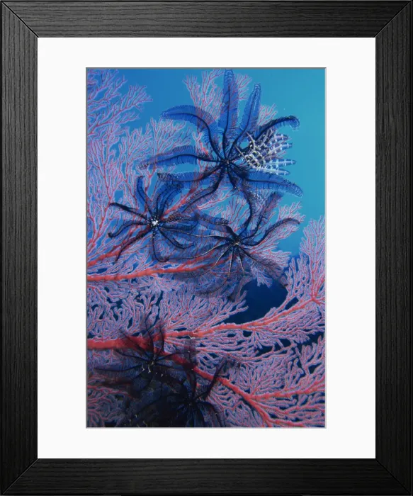 Framed Print : Featherstars feeding in current on red gorgonian Framed Print : Featherstars feeding in current on red gorgonian