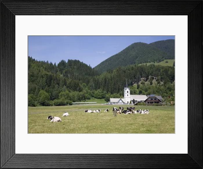 Framed Print : Cows in field and village church of St Framed Print : Cows in field and village church of St