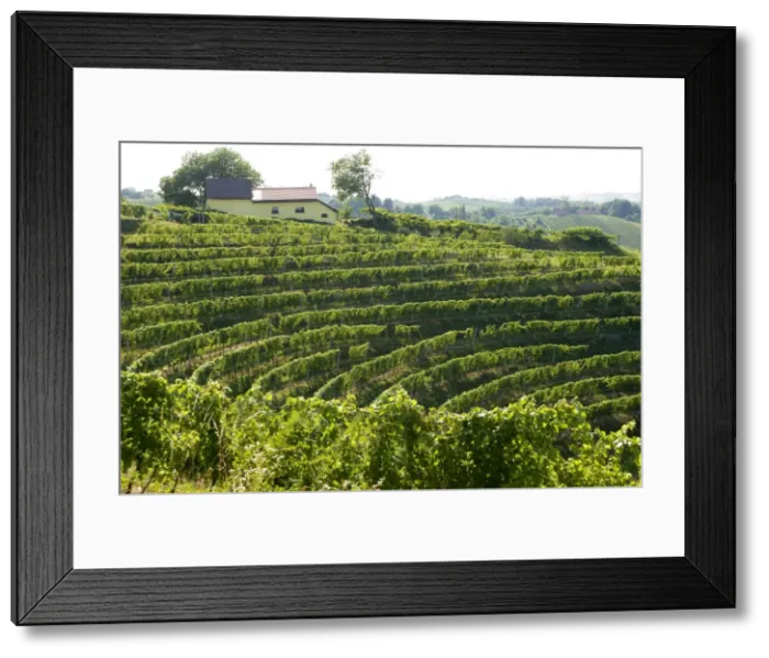 Framed Print : Jeruzalem vineyards Framed Print : Jeruzalem vineyards