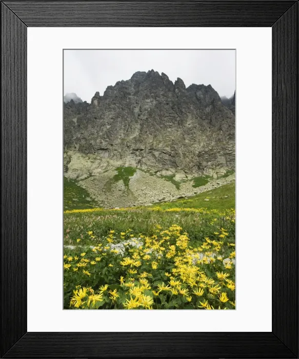 Framed Print : Mountain scenery and summer flowers in hiking area Framed Print : Mountain scenery and summer flowers in hiking area