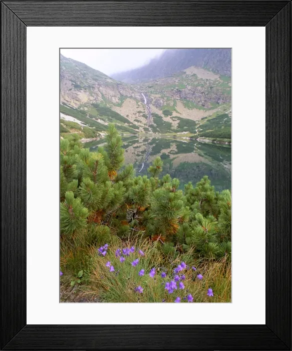 Framed Print : Campanula patula wild flower Framed Print : Campanula patula wild flower