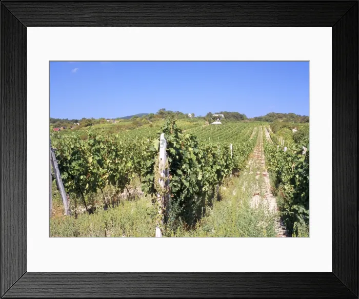 Framed Print : Vineyards in village of Modra Framed Print : Vineyards in village of Modra