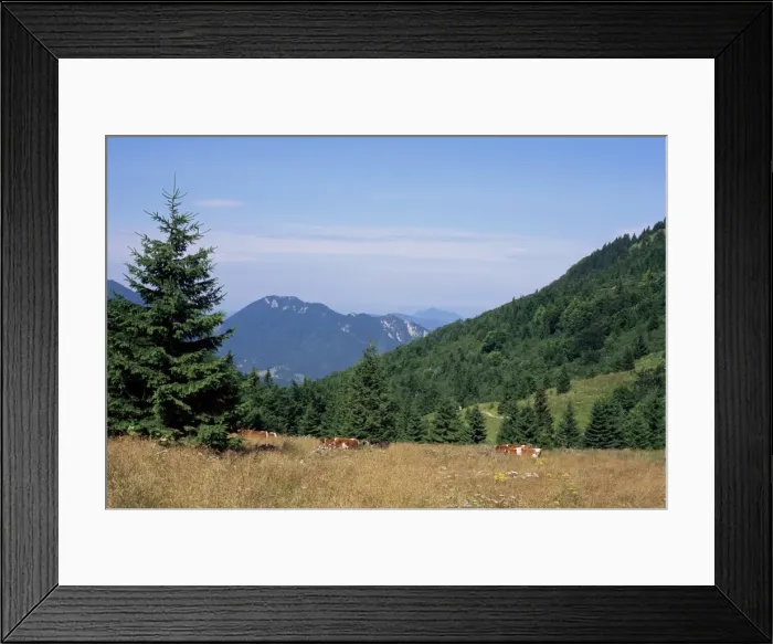 Framed Print : Cows at Medziholie Pass Framed Print : Cows at Medziholie Pass