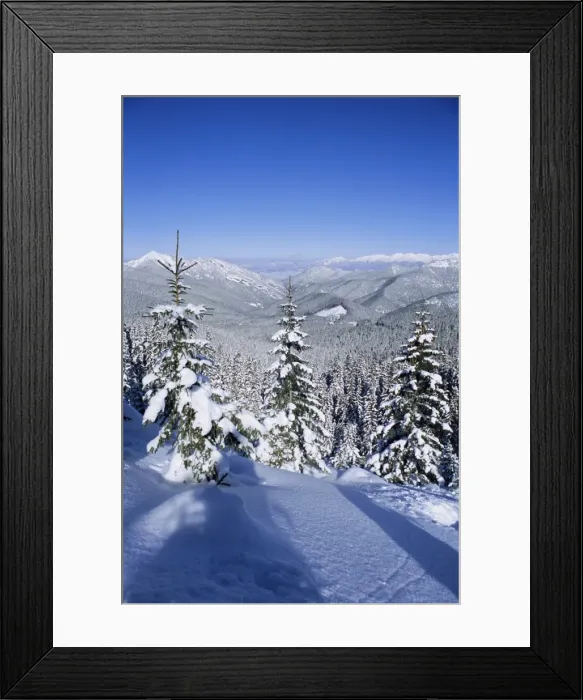 Framed Print : Snow covered pines in the Demanovska Valley Framed Print : Snow covered pines in the Demanovska Valley