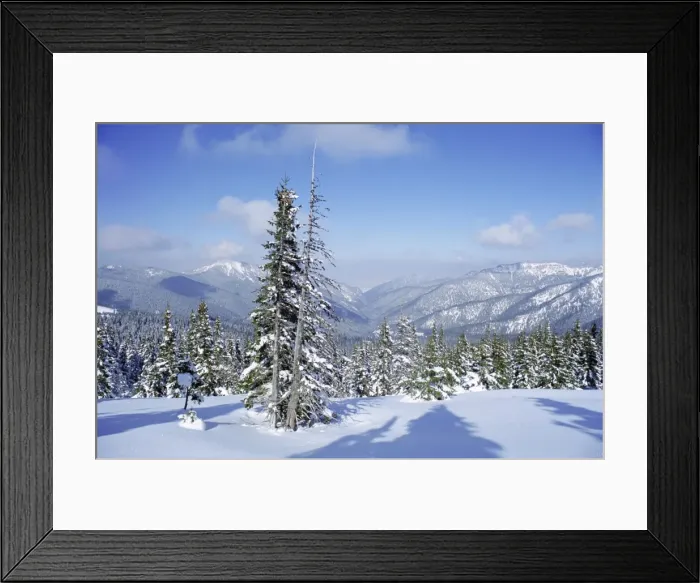 Framed Print : The snow covered pines form a regular pattern along Framed Print : The snow covered pines form a regular pattern along