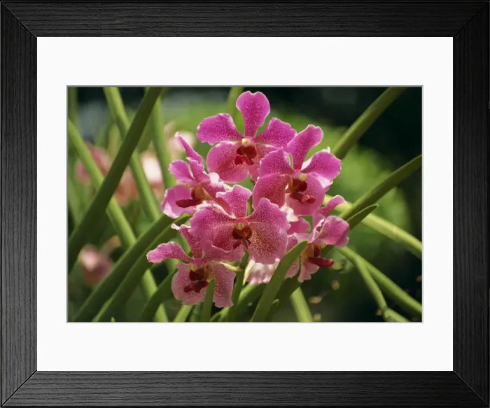 Framed Print : Pink orchid flowers in the orchid garden at Sentosa Framed Print : Pink orchid flowers in the orchid garden at Sentosa