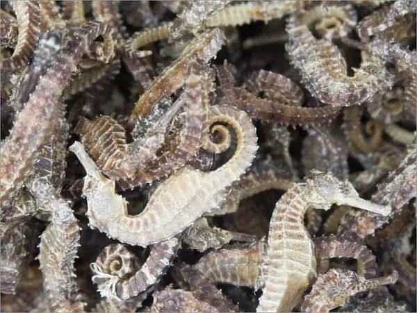 Dried seahorses for sale in seafood shop