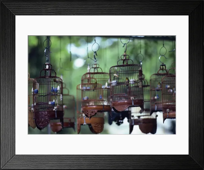 Framed Print : Caged birds for sale Framed Print : Caged birds for sale