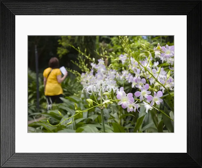 Framed Print : Orchids growing outside in National Orchid Garden in