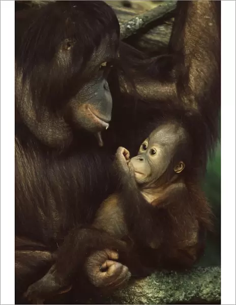Orang utan mother and baby