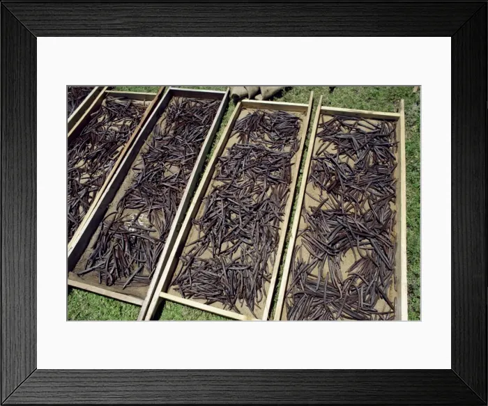 Framed Print : Vanilla pods drying Framed Print : Vanilla pods drying