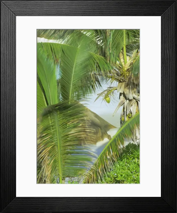 Framed Print : Palms, coconuts and rock Framed Print : Palms, coconuts and rock