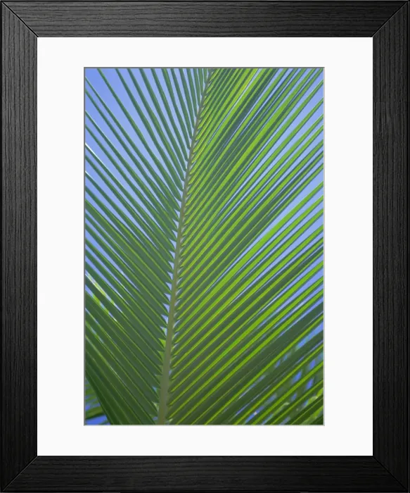 Framed Print : Detail of a palm tree leaf (frond) Framed Print : Detail of a palm tree leaf (frond)