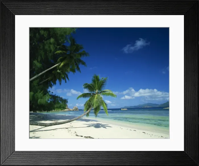 Framed Print : Leaning palm tree and beach Framed Print : Leaning palm tree and beach