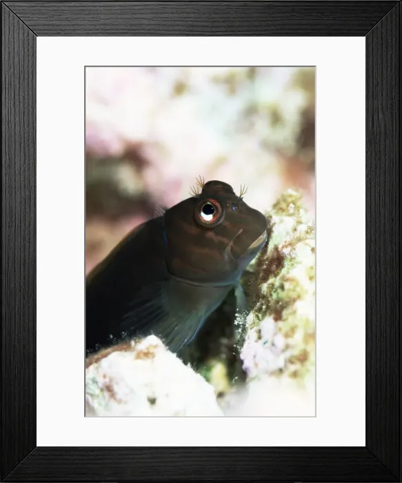 Framed Print : Goby lives in holes in coral Framed Print : Goby lives in holes in coral