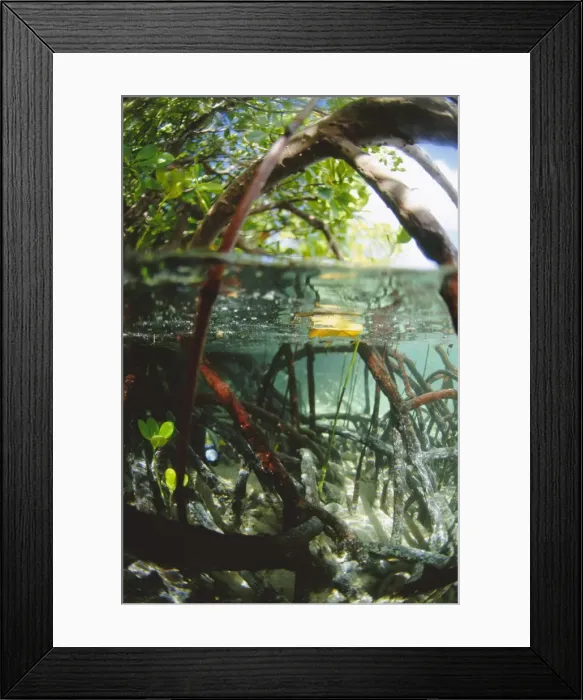 Framed Print : Mangrove roots Framed Print : Mangrove roots