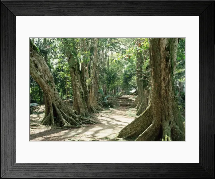 Framed Print : Allee de Sang Dragon Framed Print : Allee de Sang Dragon
