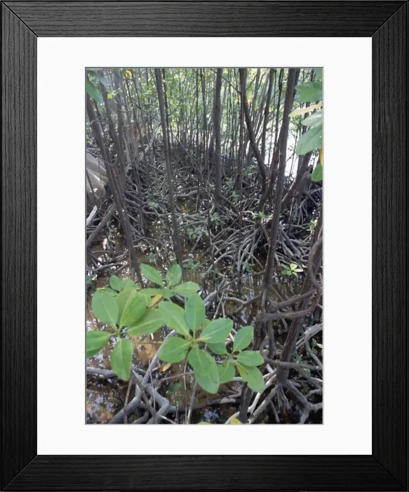 Framed Print : Mangroves, south coast Framed Print : Mangroves, south coast