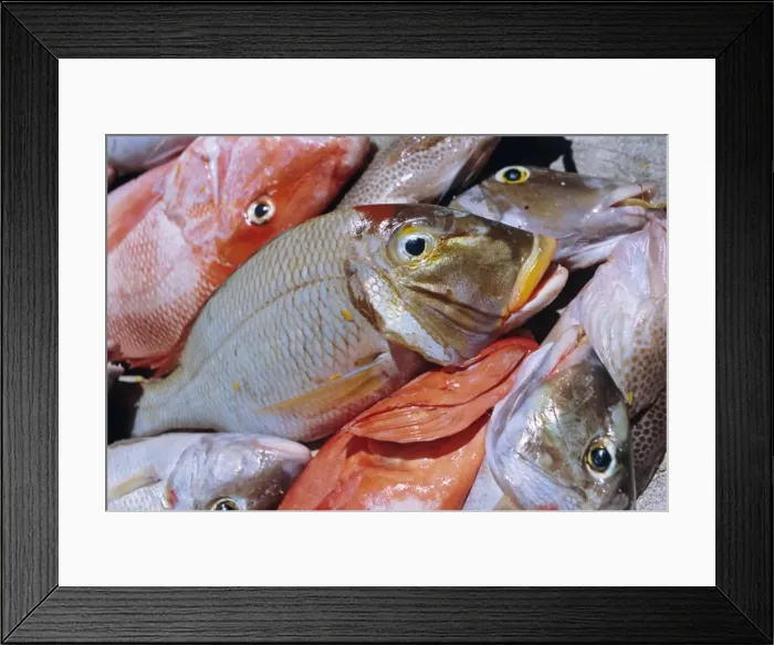 Framed Print : Close-up of fish catch Framed Print : Close-up of fish catch
