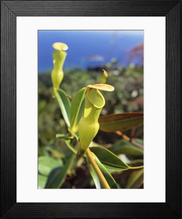 Framed Print : Carnivorous flower Framed Print : Carnivorous flower