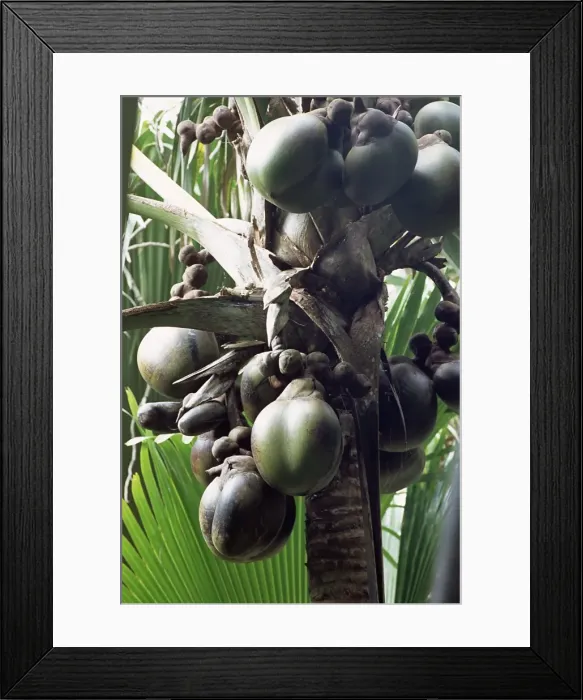 Framed Print : Close-up of coco de mer Framed Print : Close-up of coco de mer