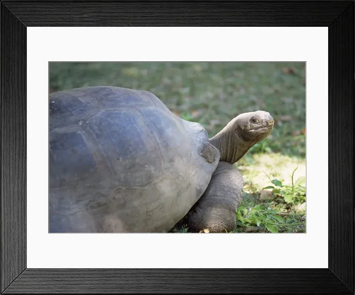 Framed Print : Giant tortoise Framed Print : Giant tortoise
