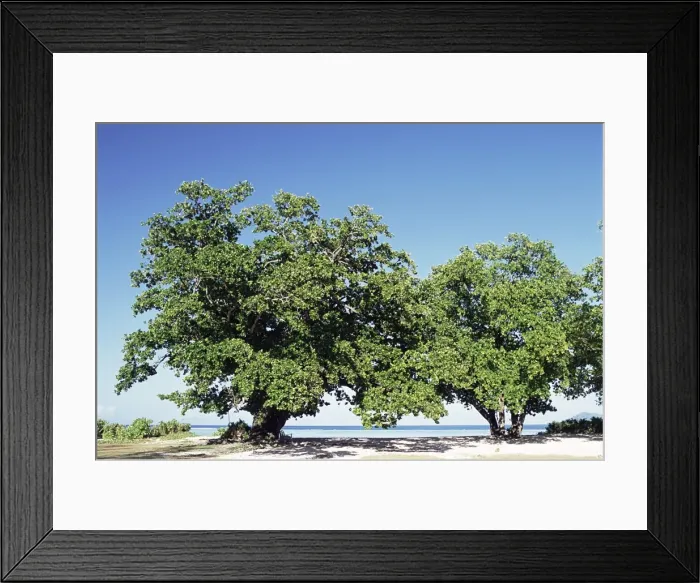 Framed Print : Trees, Anse Union Framed Print : Trees, Anse Union
