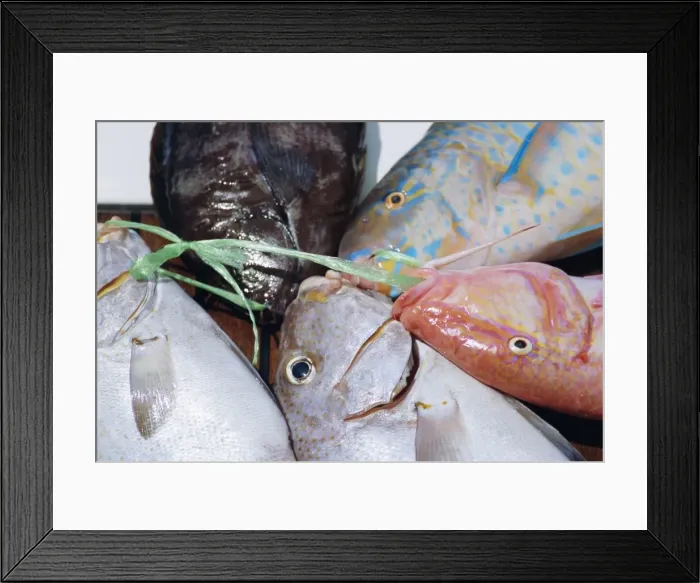 Framed Print : Fish catch Framed Print : Fish catch