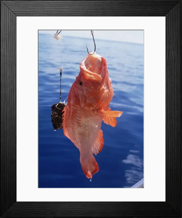 Framed Print : Fish hanging from hook Framed Print : Fish hanging from hook