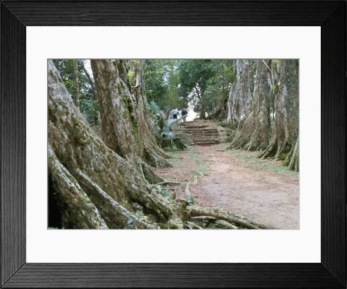 Framed Print : Allee de Sang-Dragon (sangdragon trees alley) Framed Print : Allee de Sang-Dragon (sangdragon trees alley)