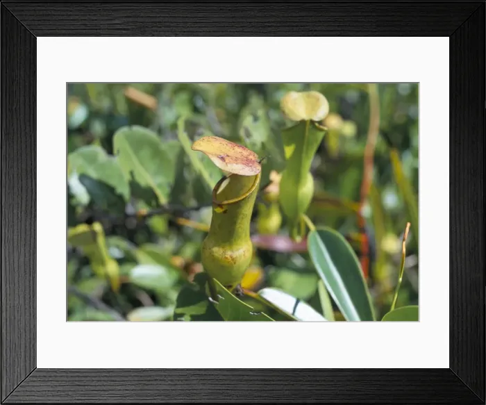 Framed Print : Carnivorous (insectivorous) flowers Framed Print : Carnivorous (insectivorous) flowers