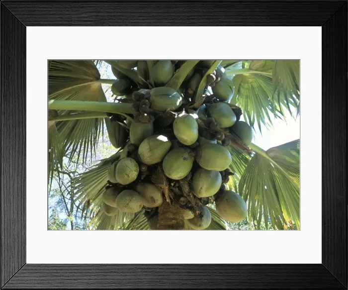 Framed Print : Coconuts, botanical garden Framed Print : Coconuts, botanical garden