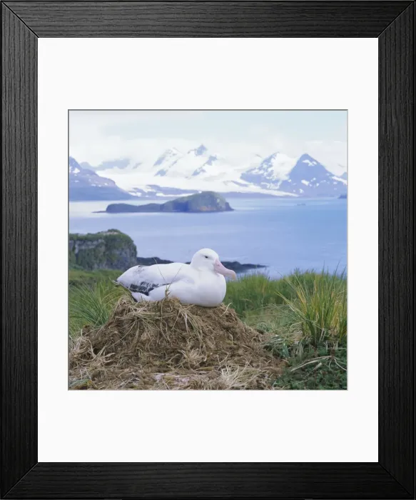 Framed Print : Clsoe-up of a Wandering Albatross on nest Framed Print : Clsoe-up of a Wandering Albatross on nest