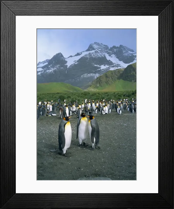Framed Print : Small group of emperor penguins Framed Print : Small group of emperor penguins