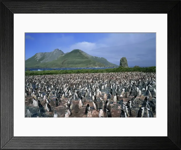 Framed Print : Crowds of chinstrap penguins in a rookery Framed Print : Crowds of chinstrap penguins in a rookery