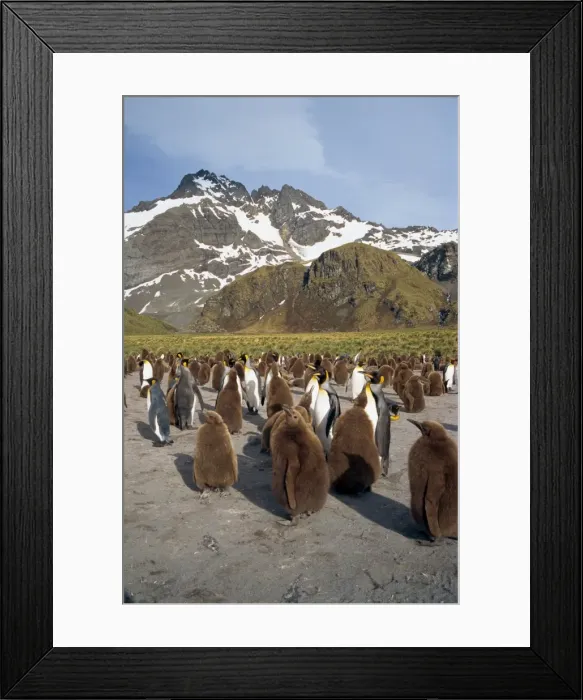 Framed Print : King penguins and chicks in a rookery Framed Print : King penguins and chicks in a rookery