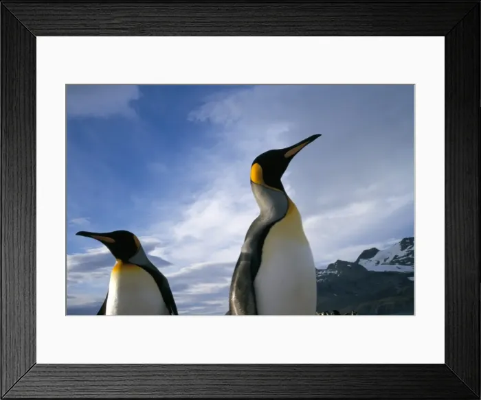 Framed Print : King penguins Framed Print : King penguins