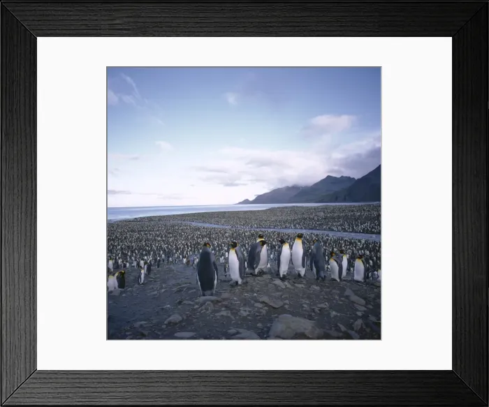 Framed Print : King penguin rookery Framed Print : King penguin rookery