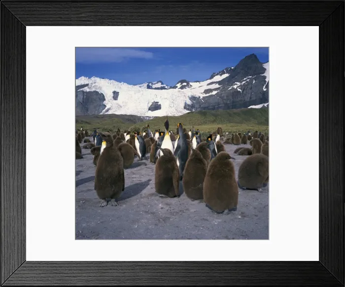 Framed Print : King penguins and chicks Framed Print : King penguins and chicks
