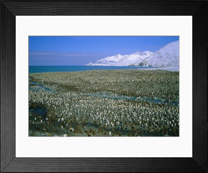 Framed Print : King penguin colony