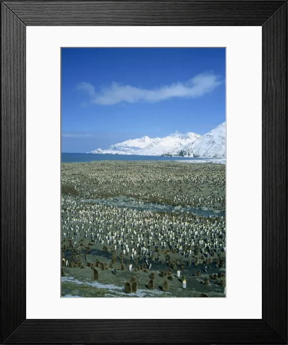 Framed Print : King penguin colony, St Framed Print : King penguin colony, St