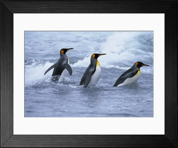 Framed Print : King penguins coming ashore Framed Print : King penguins coming ashore