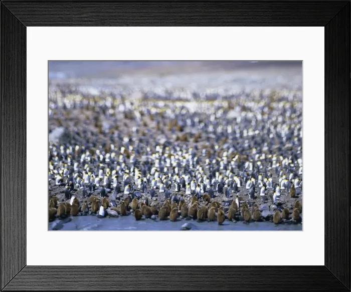 Framed Print : King penguin colony (rookery) Framed Print : King penguin colony (rookery)