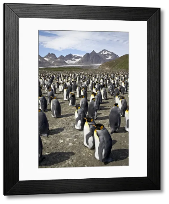 Framed Print : King penguin (Aptenodytes patagonica) colony