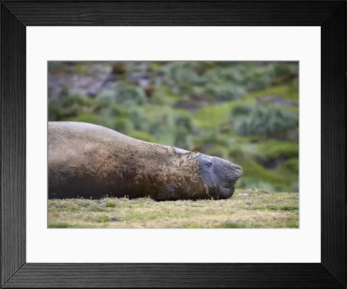 Framed Print : Male Southern Elephant Seal or Sea Elephant Framed Print : Male Southern Elephant Seal or Sea Elephant