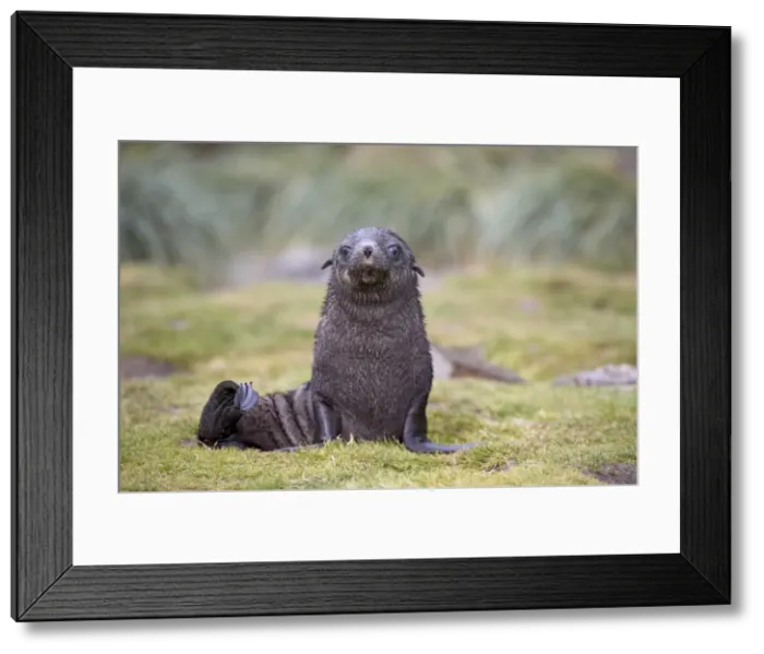 Framed Print : Antarctic fur seal Framed Print : Antarctic fur seal