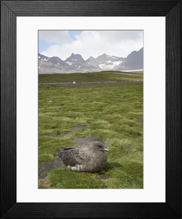 Framed Print : Antarctic skua or brown skua (Catharacta skua lonnbergi) Framed Print : Antarctic skua or brown skua (Catharacta skua lonnbergi)